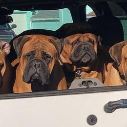 Bullmastiffs from Kelly's Bullmastiffs