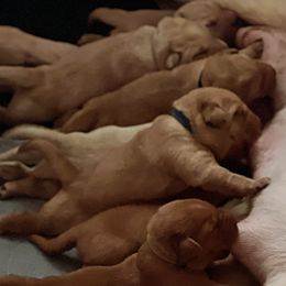 Labrador Retrievers from Cris's Kennel's
