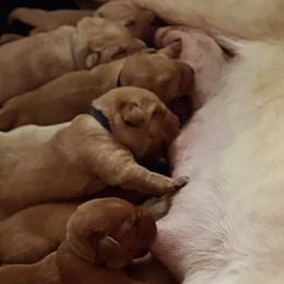 Labrador Retrievers from Cris's Kennel's