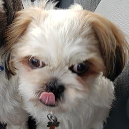 Jack - Shih Tzu