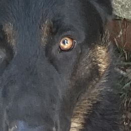 German Shepherds from East Texas GSD