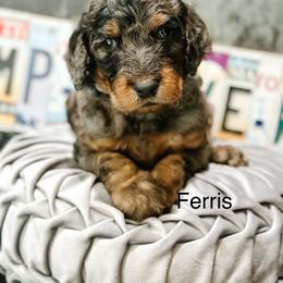 Ferris - Merle male Goldendoodle puppy in Pasco, Washington from Camp Doodle Woods
