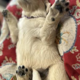 Golden Retriever and Labrador Retriever Puppies from Storm Chasers Retrievers