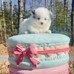 Calypso - Blue merle female Pomeranian puppy in Buck Valley, Pennsylvania from Buck Valley Pomeranians