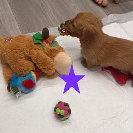 Molly - Red female Dachshund puppy in St Johns, Arizona from Glamorous Doxies