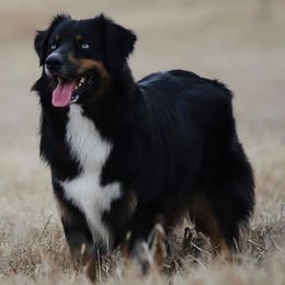 Australian Shepherds from Top Shelf Aussies