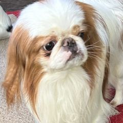 Kobi - Japanese Chin