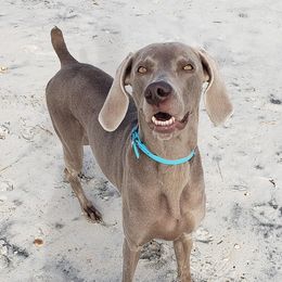 Weimaraners from Janet's Weimaraners
