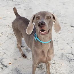 Weimaraners from Janet's Weimaraners