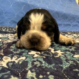 Jojo - Black white and tan female English Springer Spaniel puppy in Coeur D'alene, Idaho from Springer Hollow