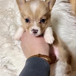 Lou jr red Merle girl - Red merle and white female American Corgi puppy in Clinton, Tennessee from High Hopes Hounds
