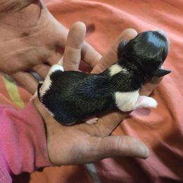 Boy 2 - Piebald male Dachshund puppy in Klamath Falls, Oregon from Real Tea Mini Dachshunds