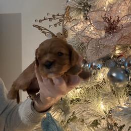Ruby - Ruby female Cavalier King Charles Spaniel puppy in Richmond, Virginia from Dream it Cavs