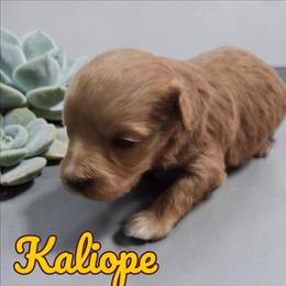 Kaliope - Wheaten female Miniature Schnauzer puppy in Clemmons, North Carolina from Schnauzer Snobs
