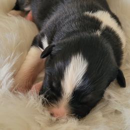 Peace - Black tri-color female Australian Shepherd puppy in Bangs, Texas from Red Wagon Aussies