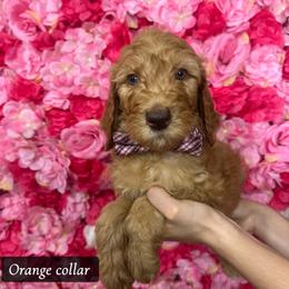 Orange collar - Red  male Goldendoodle puppy in Bakersfield, California from Cisneros Goldendoodles
