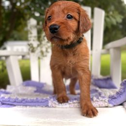 Grey Boy - Dark golden male Golden Retriever puppy in Maysville, North Carolina from Gold Rush Retrievers