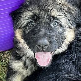 German Shepherd Puppies from Starry Night German Shepherd Dogs