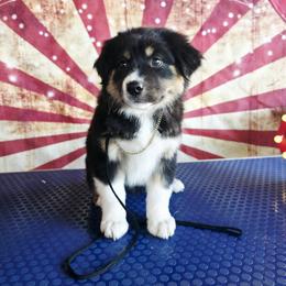 Jenny - Black tri-color female Australian Shepherd puppy in Kenton, Tennessee from Carrotwood Australian Shepherds