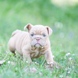 Molly - Chocolate tri-color female Bulldog puppy in Rome, Georgia from English Bulldogs of the Seven Hills