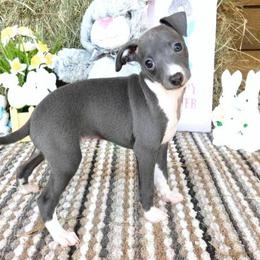 Irry Female 2 - Blue female Italian Greyhound puppy in Sparta Tn And Caryville Fl, Tennessee from Summerwind Kennel