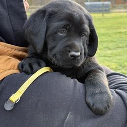 Blossom Girl Two - Chocolate female Labrador Retriever puppy in Waite Hill, Ohio from Hillstone Labradors