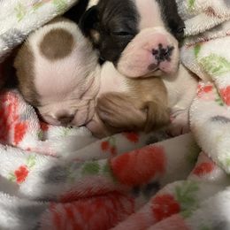 Boston Terrier Puppies from Boston Terriers