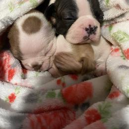 Boston Terrier Puppies from Boston Terriers
