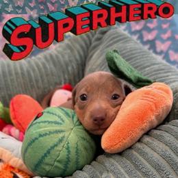 Iron Fist-Burger - Fawn (Isabella) male Dachshund puppy in Pittsburg, California from Super Hero Dachshunds