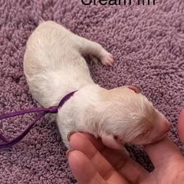 Angel - Cream female Poodle puppy in Washington, Pennsylvania from Patriotic Poodles