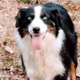 Australian Shepherds from Lazy Oak Australian Shepherds