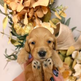 Hex SILKY 4100 - Cream female Dachshund puppy in Mayville, Michigan from Teenie Little Hearts