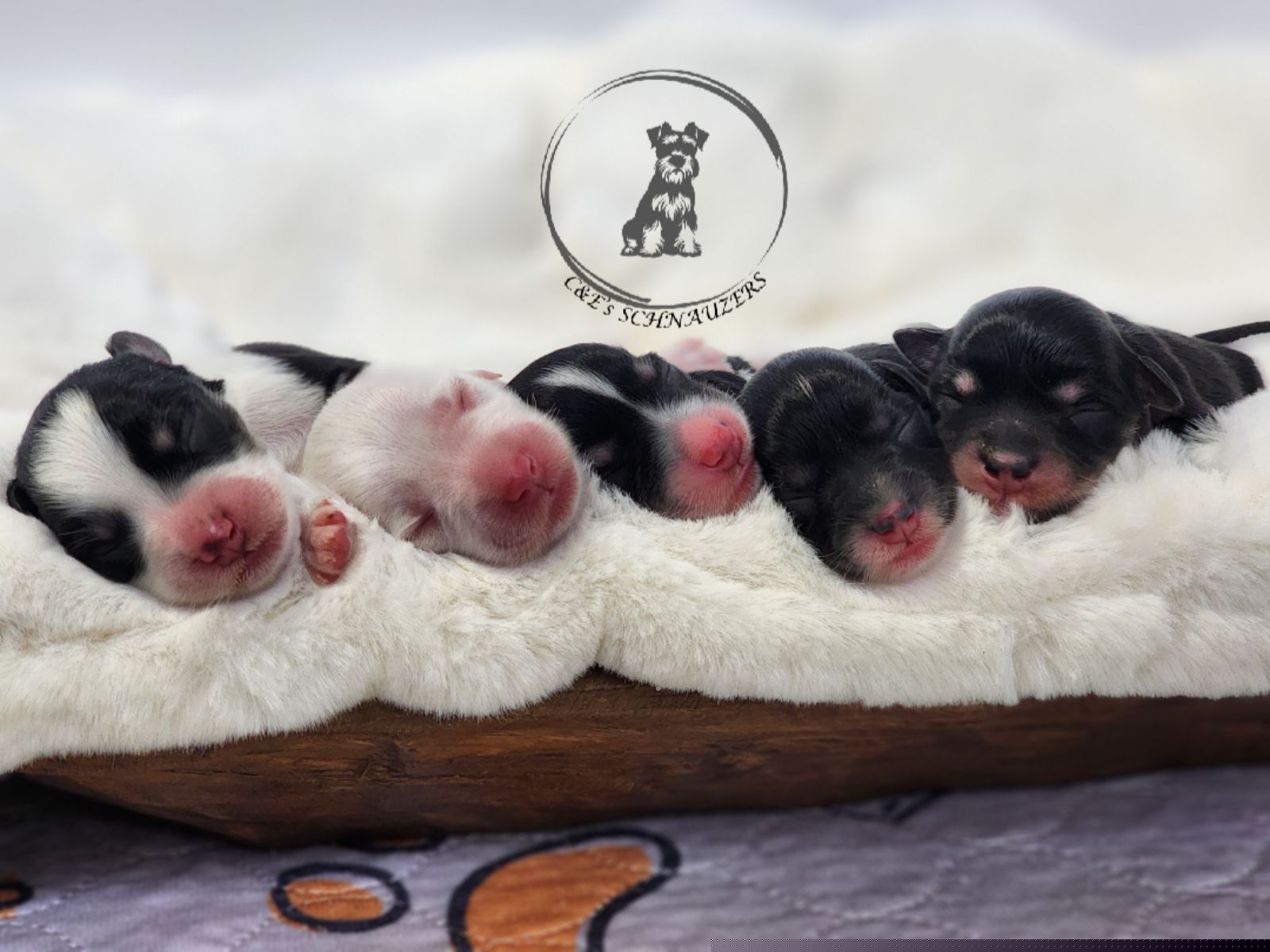 Miniature Schnauzer puppies from C&E'S Schnauzers