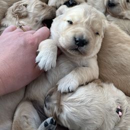 Golden Retriever Puppies from The Wildfire Ranch