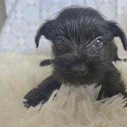 Apollo - Black male Miniature Schnauzer puppy in Titusville, Florida from Alysha's Grandbabies