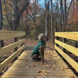 Weimaraner puppies from Silvr Galaxy Weimaraners