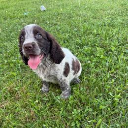 Gabbie - Liver white and roan female English Springer Spaniel puppy in Rogers, Ohio from StoneyBrook Setters