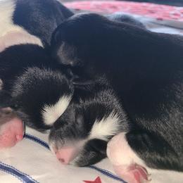 Border Collies from Silke's Border Collies