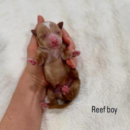 Reef boy - Red  male Goldendoodle puppy in Rio Linda, California from Plush Doodles