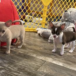 Smoke 3,800 - Silver and white male Chihuahua puppy in Summerfield, Florida from Uey’s Chihuahuas