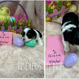 Biewer Terrier Puppies from Fischer's Biewer Terriers