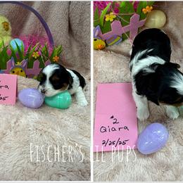 Biewer Terrier Puppies from Fischer's Biewer Terriers