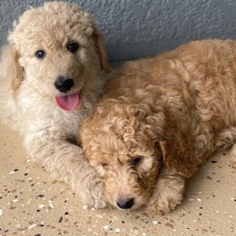 Goldendoodles from Dover Doodles FL