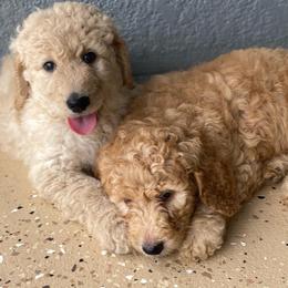 Goldendoodles from Dover Doodles FL