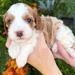 Spike - Blenheim male Cavapoo puppy in Tucson, Arizona from Adored Poodle & Doodles