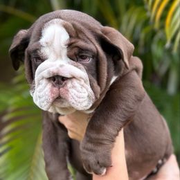 Solo-Rolo - Chocolate tri-color male Bulldog puppy in Rockledge, Florida from BV Bulldogs