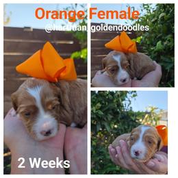 Orange - Apricot female Goldendoodle puppy in Upland, California from Hartman Goldendoodles