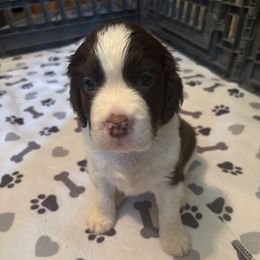 Girl 3 - Liver and white female English Springer Spaniel puppy in Knoxville, Maryland from Shay-Dee Springers