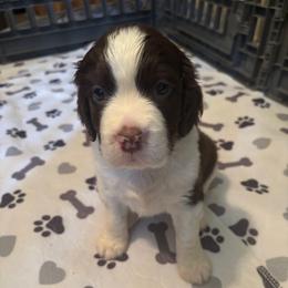 Girl 3 - Liver and white female English Springer Spaniel puppy in Knoxville, Maryland from Shay-Dee Springers