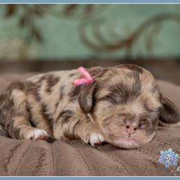 Mikaela - Merle female Cockapoo puppy in Connersville, Indiana from Deaz Doodle Ranch